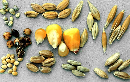 Cultivated Cereal Grains